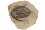Beautiful Zlichovaspis Trilobite - Lghaft, Morocco #196634-1
